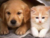 孕妇梦见猫和狗,猫与狗的寓意与象征