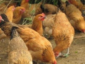 肉毛鸡价格,区域差异与市场趋势分析”